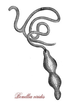 Bonellia viridis or green spoonworm is a marine worm with a green sausage-shape living in the sea floor of Atlantic ocean and  Mediterranean sea