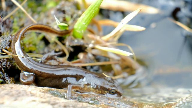 Macro Footage Of Alpine Newt Going Back To The Pond. Scottish Highlands, UK, Europe