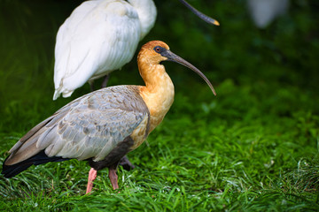 Bird with a long beak in a meadow