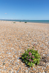 La plage de Sandwich, dans le Kent