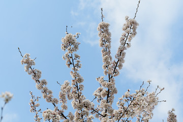 Close up of a branch with white cherry tree flowers in full bloom and clear blue sky in a garden in a sunny spring day, beautiful Japanese cherry blossoms floral background, sakura