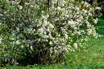 Fototapeta na wymiar Close up many delicate white blossoms of white Chaenomeles japonica shrub, commonly known as Japanese or Maule's quince in a sunny spring garden, beautiful Japanese blossoms floral background, sakura
