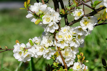 Close up many delicate white blossoms of white Chaenomeles japonica shrub, commonly known as Japanese or Maule's quince in a sunny spring garden, beautiful Japanese  blossoms floral background, sakura