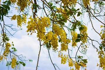 Golden Rain Flowers Tree