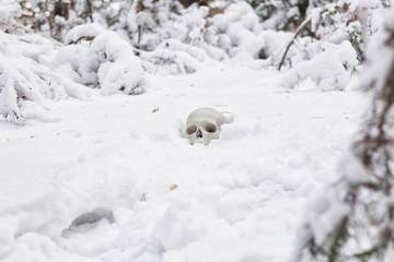 Naklejka premium the human skull lies in the snow