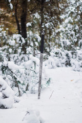 Fototapeta na wymiar Knight's long sword in the snow against the background of a pine winter forest