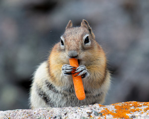 Chipmunk