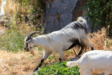 White billy goats near Lindos on Greek island Rhodes