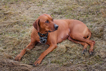 Rhodesian terrier dog lies on the grass.