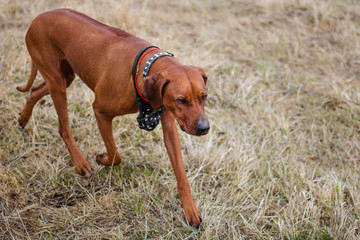 A dog of the breed Rhodesian Terrier walks on the grass in the field.