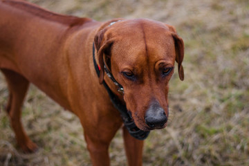 Portrait of a dog breed Rhodesian terrier on a background of grass.