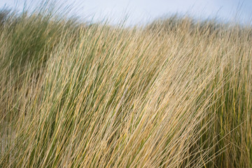 Details of sea dunes with dry and green grass in winter day near the Hague in the Netherlands. Green nature or vacation tranquil background. 