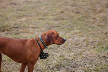 Portrait of a dog breed Rhodesian terrier on a background of grass.