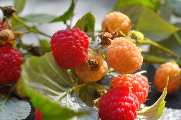 ladybug on a raspberry twig with red and yellow berries.Fresh summer harvest for a healthy diet.