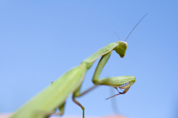Close up shot of a Praying Mantis in front of a colorful background