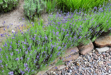 garden lavender