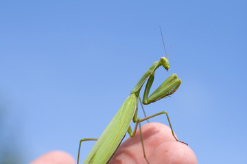 Close up shot of a Praying Mantis in a human hand