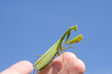 Close up shot of a Praying Mantis in a human hand