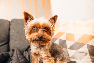 Happy dog is sitting on a sofa and watching.