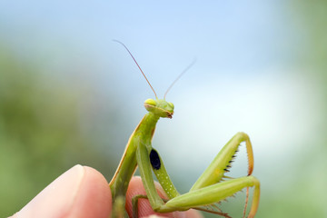 Close up shot of a Praying Mantis in a human hand