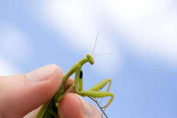 Close up shot of a Praying Mantis in a human hand