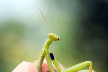 Close up shot of a Praying Mantis in a human hand