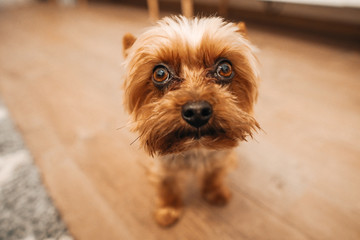Happy dog is sitting on a sofa and watching.