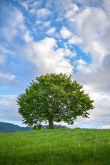 Fototapeta na wymiar Solitary tree on grassy hill over a cloudy sky background