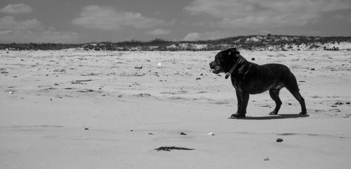dog on beach