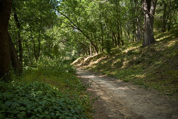 Fototapeta premium summer path in the forest