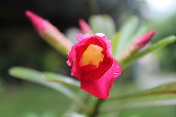 Fototapeta premium Pink macro flower, in nature on garden plant, flora bloom