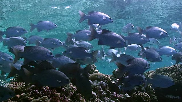 Rudderfish bilder – Bläddra bland 119 stockfoton, vektorer och videor ...