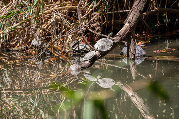 Several turtles on a branch in Rodini park on the outskirts of Rhodes town on Greek island Rhodes