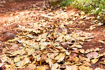 autumn leaves on forest road