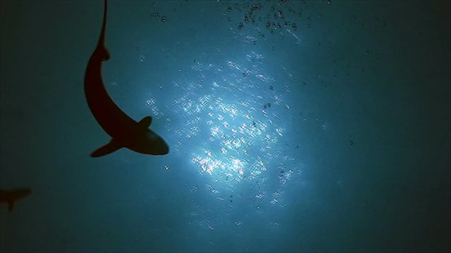 Silky sharks swimming overhead