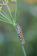 Nahaufnahme einer Raupe des Schwalbenschwanz Tagfalters (Papilio machaon) an einem Stängel von Dill