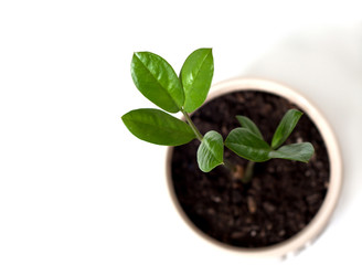 Zamioculcas shoots in a white pot on a white background. Living room decor. The concept of home gardening.