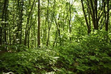 Fototapeta na wymiar summer path in the forest