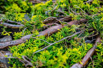 branches of fir tree on stones. texture. background wallpaper