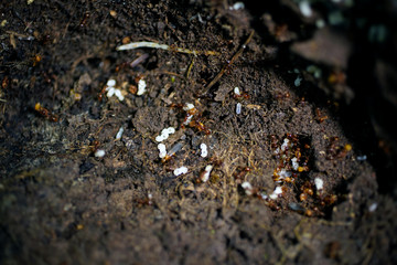Output from the eggs of small fry ants