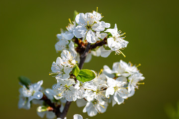 A close up of spring blossom flowers, with a shallow depth of field