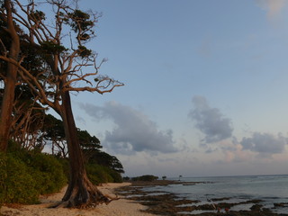 tree on beach