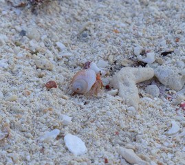 crab on the beach