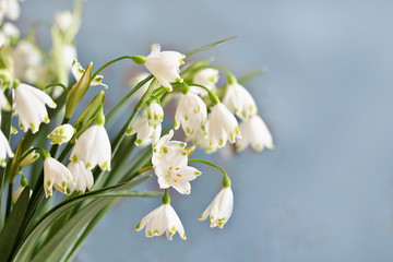 Fototapeta na wymiar spring background. snowdrops Leucojum Vernum on a blue background. blurred focus. soft glow of the rays of light of the sun. place for text. copy space 