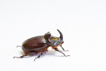 Rhinoceros beetle close up - studio shot, insectoid biology