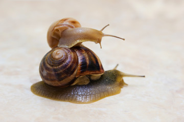Two snail grape close-up - studio shot, biology, wild life