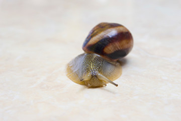 Grape snail close-up - studio shot, biology, wild life, male, food