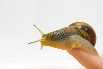 Close-up grape snail on female finger, pet - biology, food