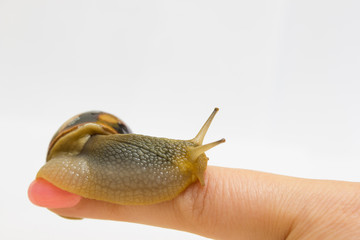 Close-up grape snail on female finger, pet - biology, food