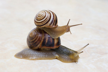 Two snail grape close-up - studio shot, biology, wild life